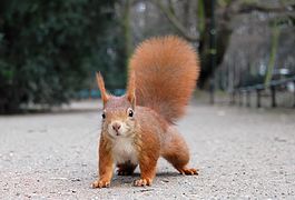 ecureuil roux