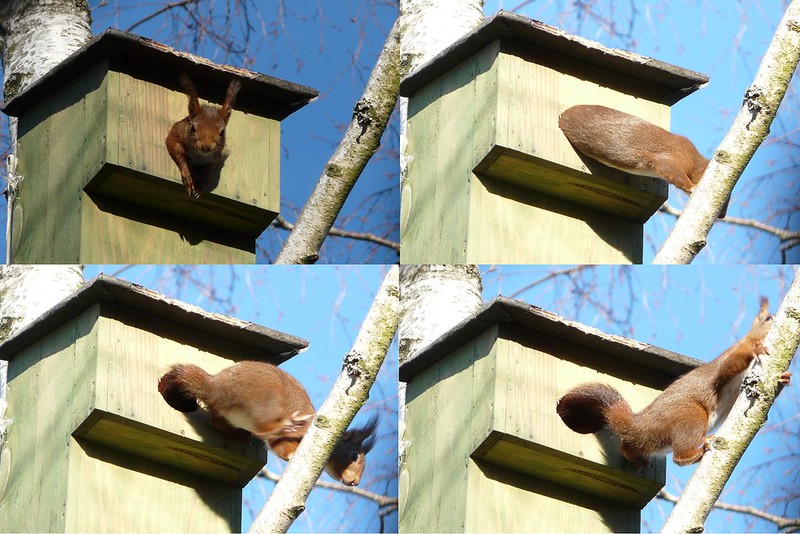 Un nichoir pour écureuil